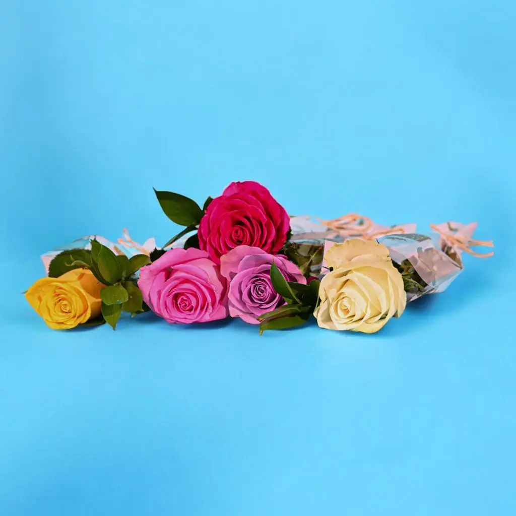 Single Rose of Love 0027